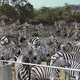 Zebras packed into Seattle’s Woodland Park Zoo.